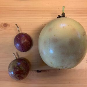 Hybrid #1 Passionfruit seed