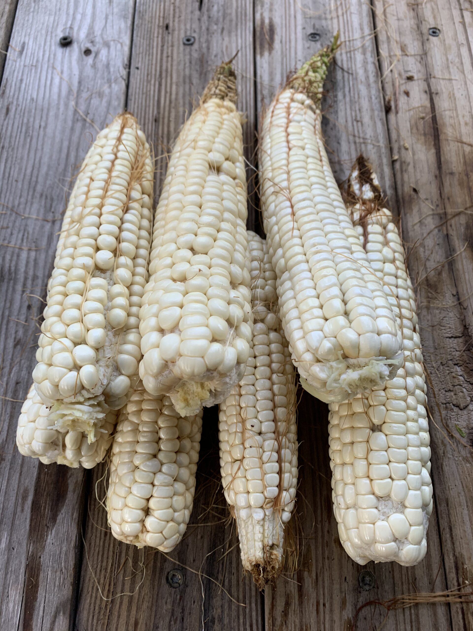 Zimbabwe Maize - Image 4