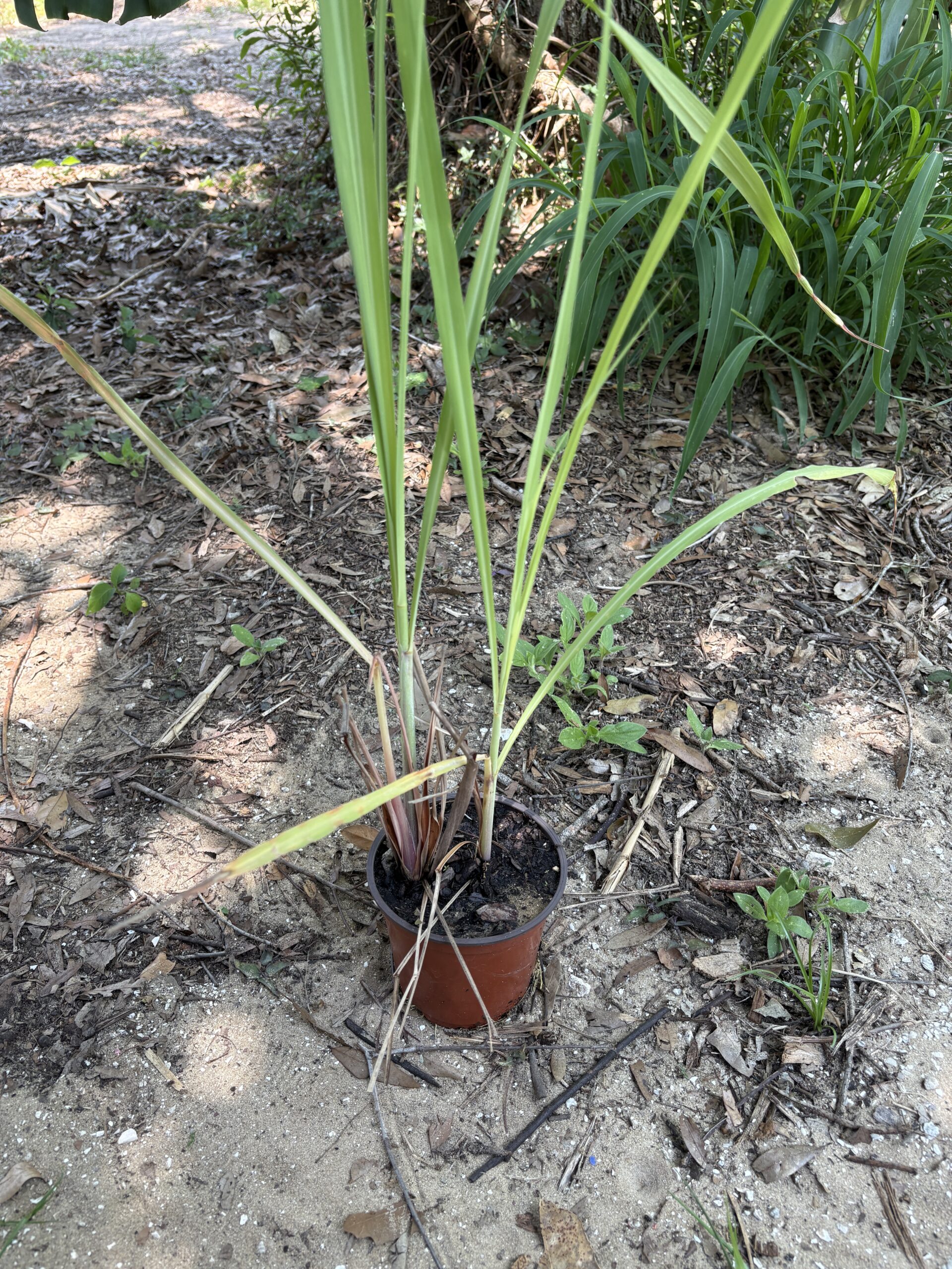 Stem Lemongrass - Live Plant - Image 3