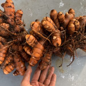 Giant Turmeric - Live Plant