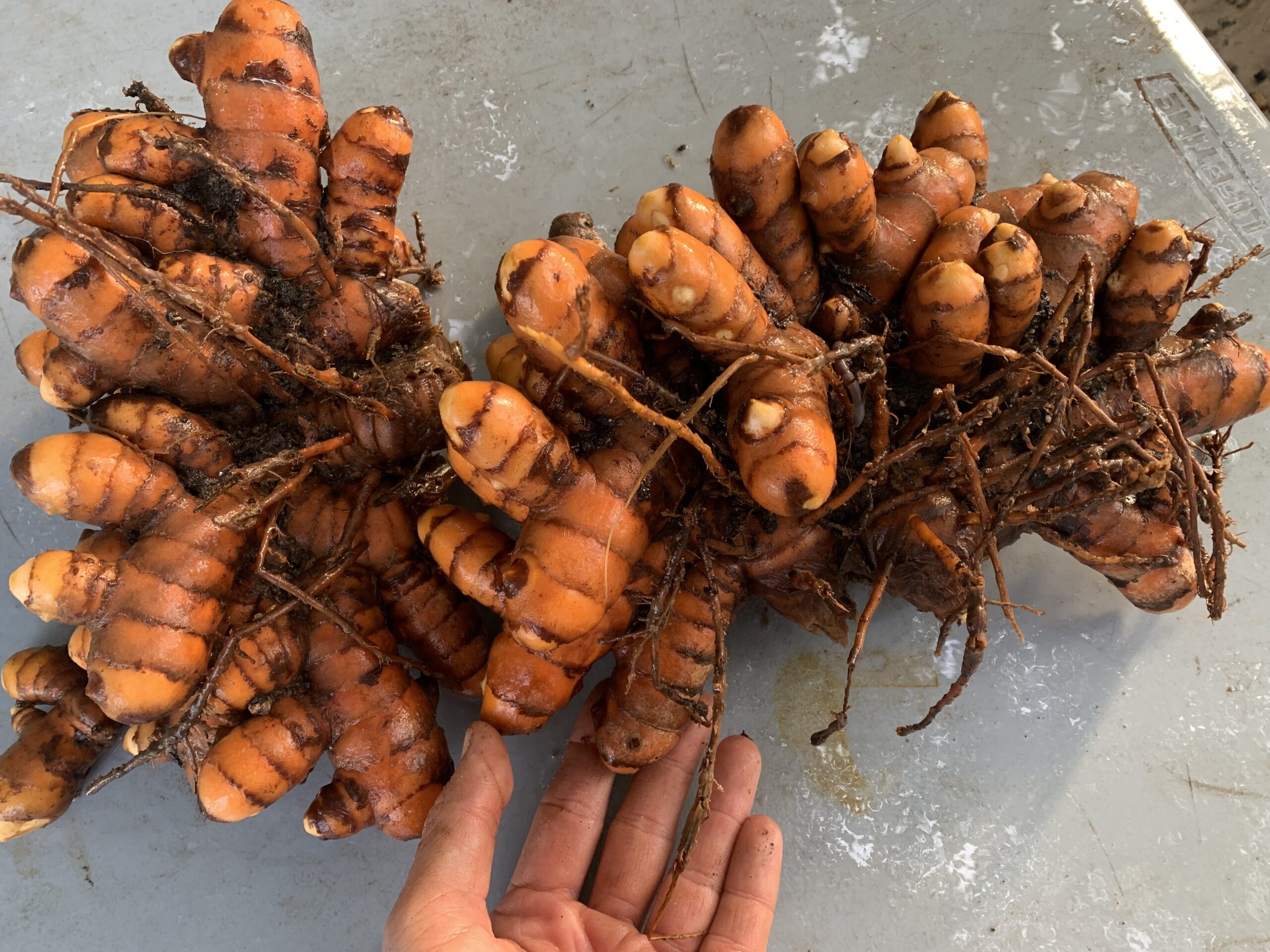 Giant Turmeric - Live Plant