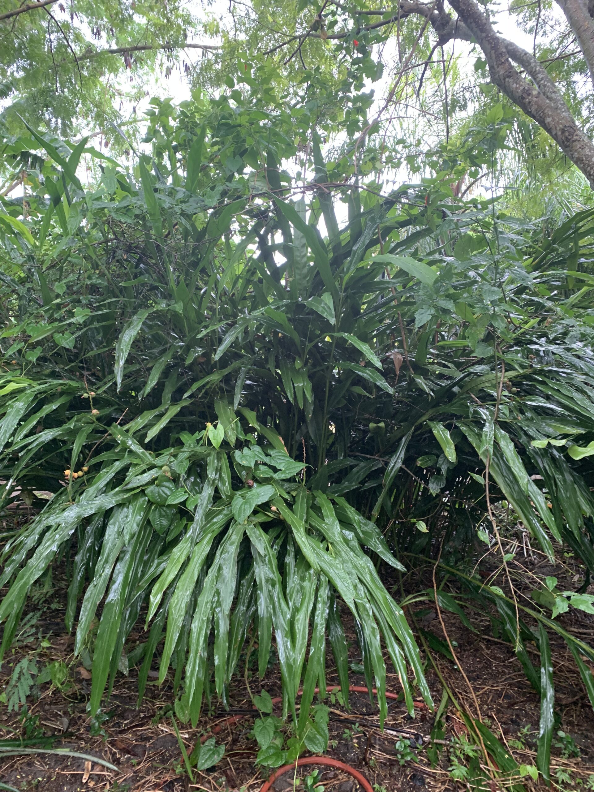 Alpinia hainanensis  - Visual Barrier Ginger/Upright Shell Ginger - Image 4