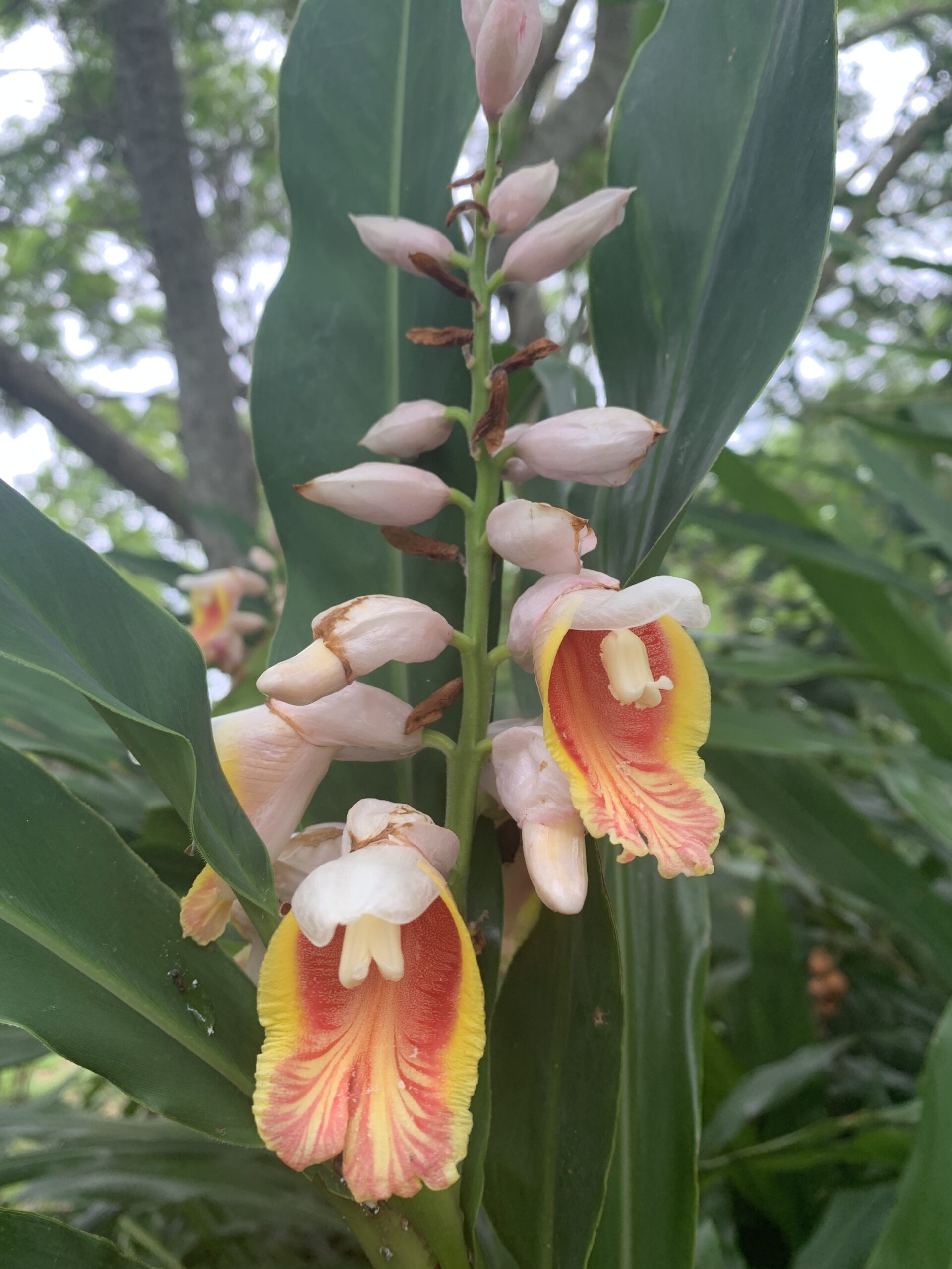 Alpinia hainanensis  - Visual Barrier Ginger/Upright Shell Ginger - Image 3