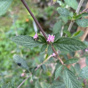 Lippia alba - Juanilama - Excellent herbal tea - Cuttings