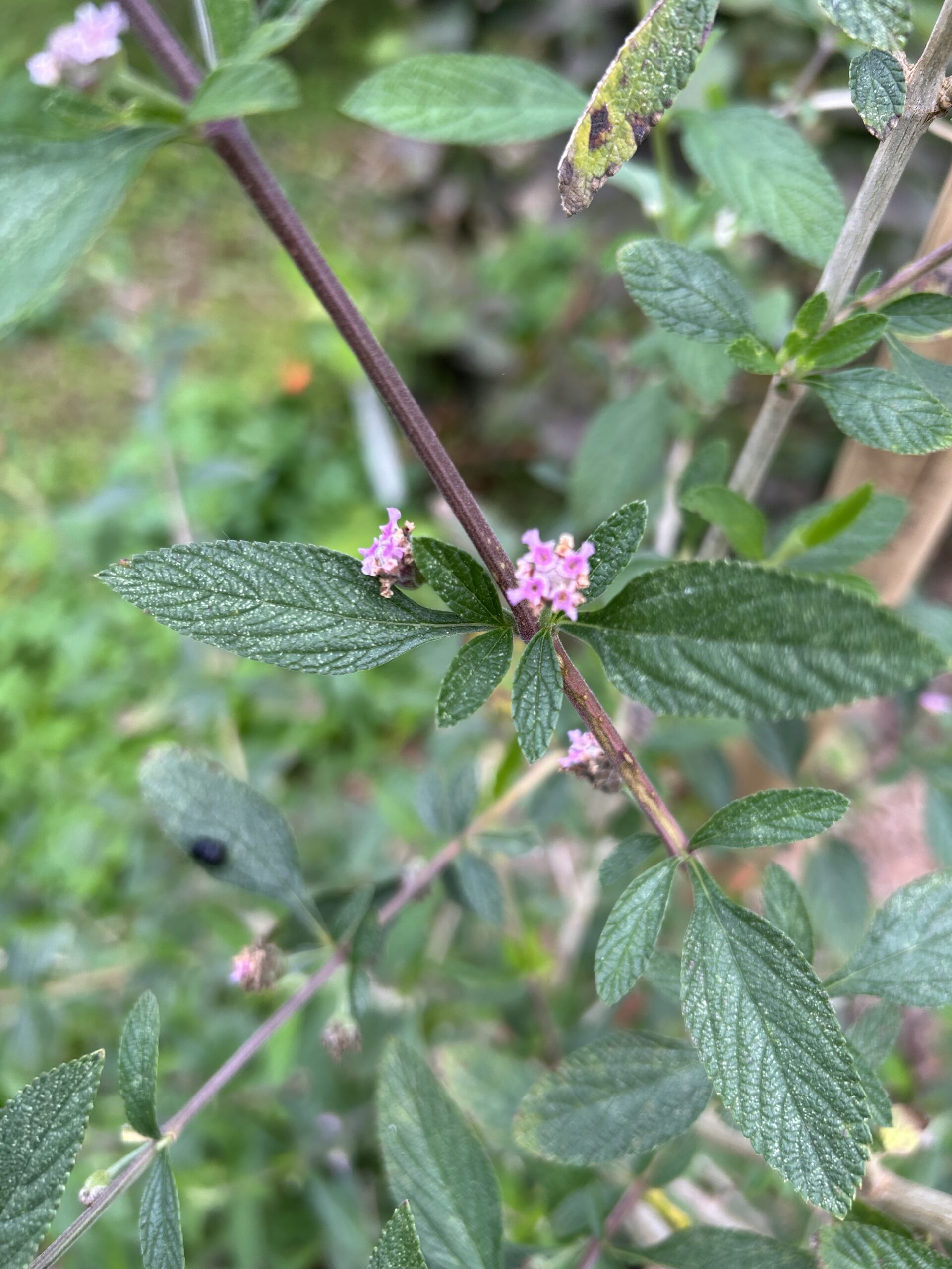 Lippia alba - Juanilama - Excellent herbal tea - Cuttings