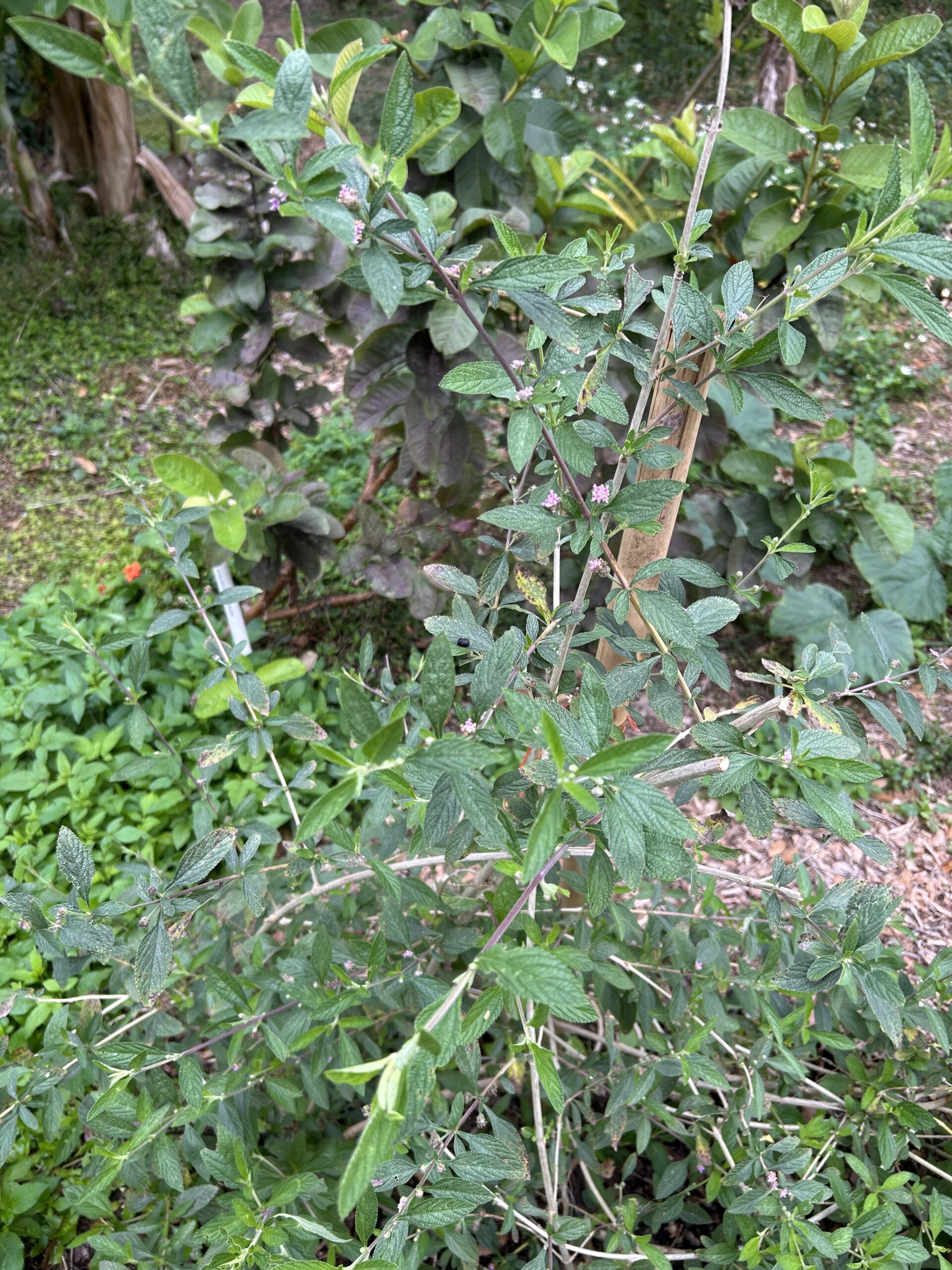 Lippia alba - Juanilama - Excellent herbal tea - Cuttings - Image 3