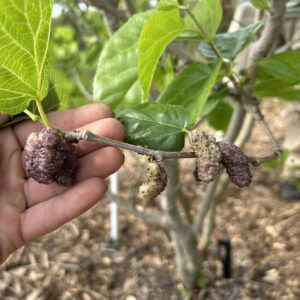 Tampa Pink Mulberry - Cuttings