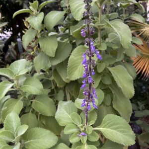 Toilet Paper Plant - Cuttings