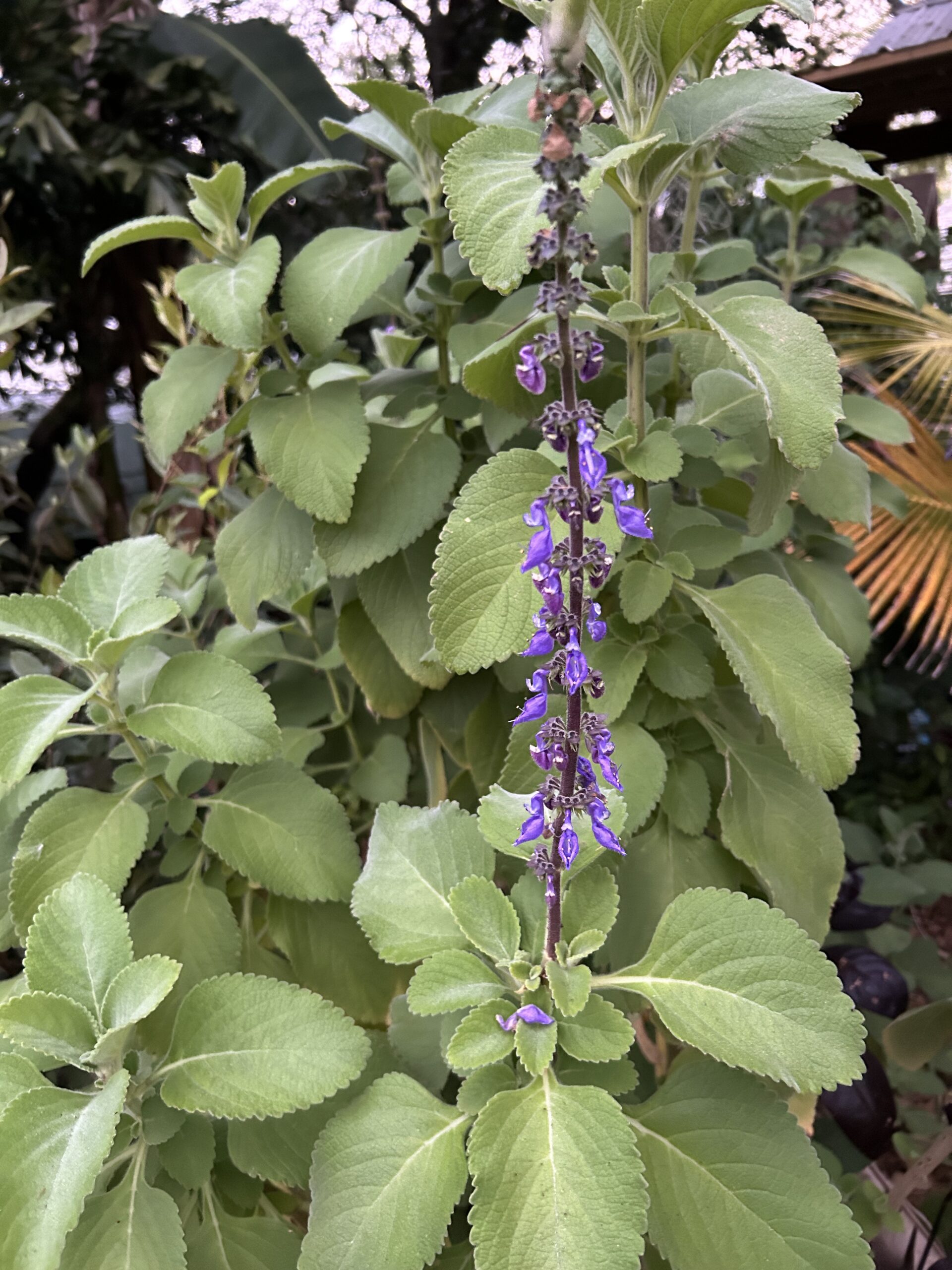 Toilet Paper Plant - Cuttings