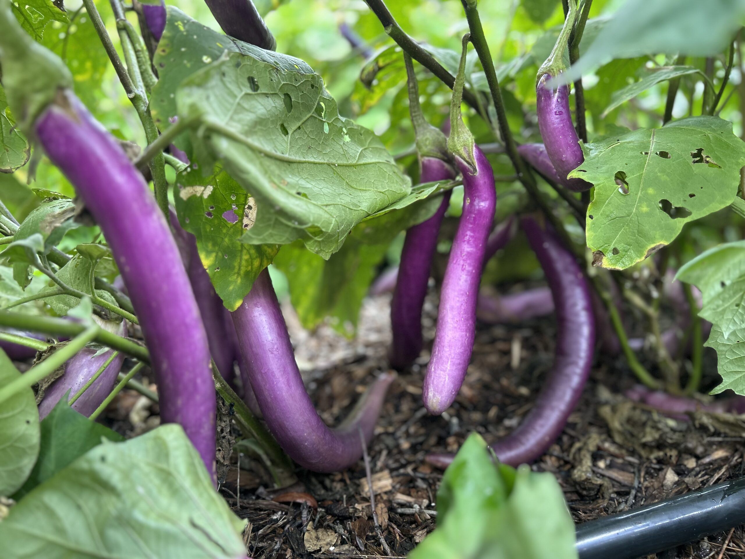 eggplantページ 61vuBc4kKnL._UF350,350_QL50_.jpg