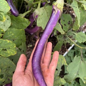 Chinese String Eggplant Seeds