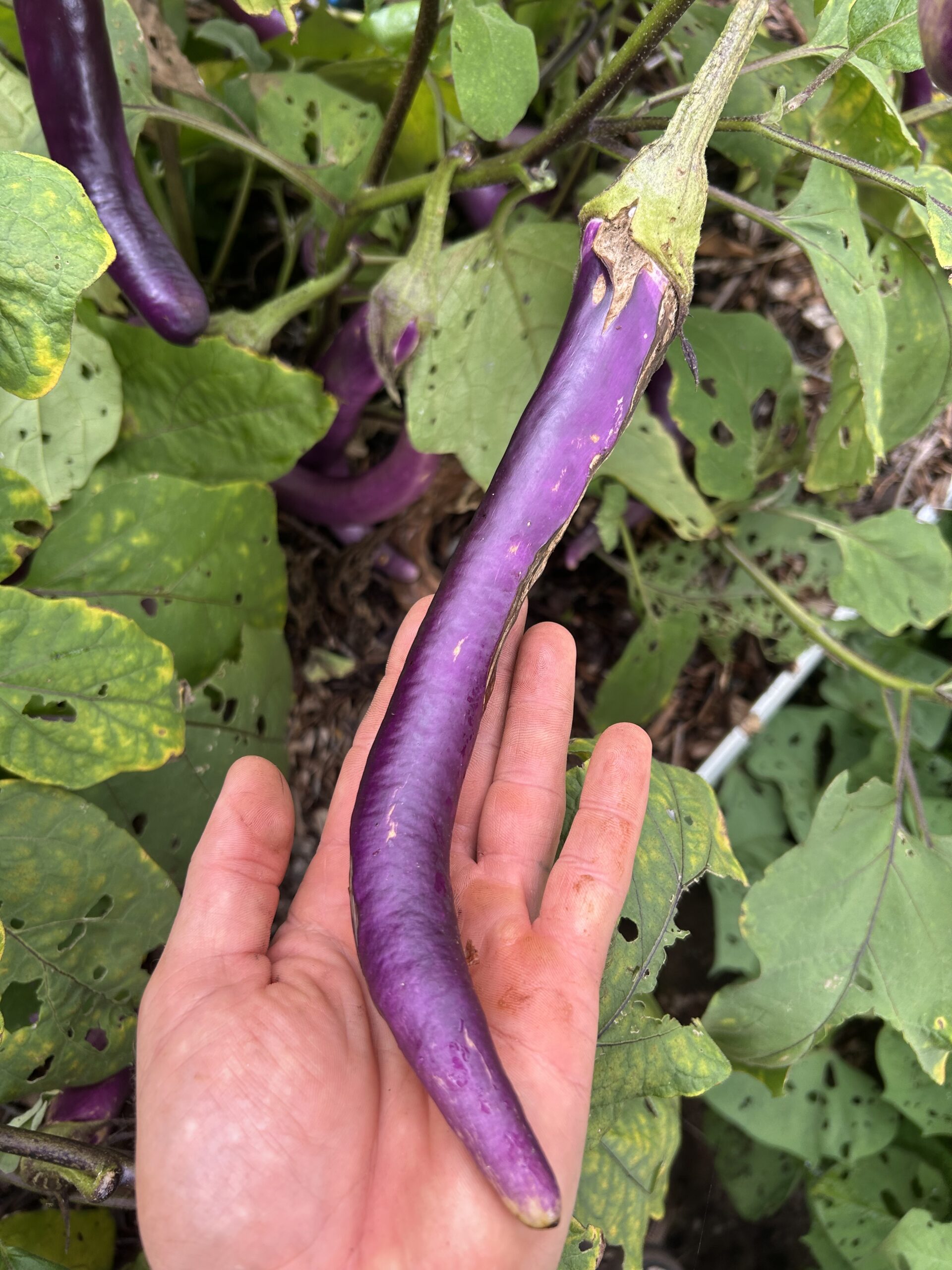 eggplantページ Chinese String Eggplant Seeds - Cody Cove Farm