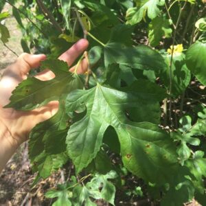 Edible Leaf Mulberry Cuttings
