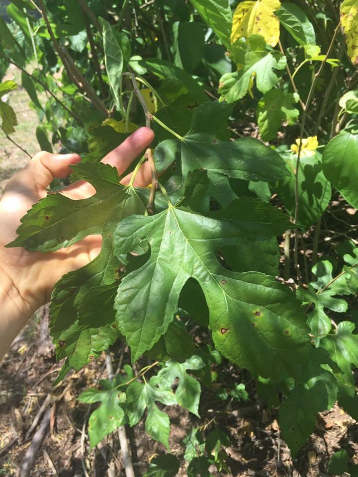 Edible Leaf Mulberry Cuttings