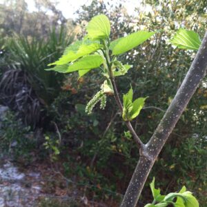 Himalayan FSP Mulberry Budwood