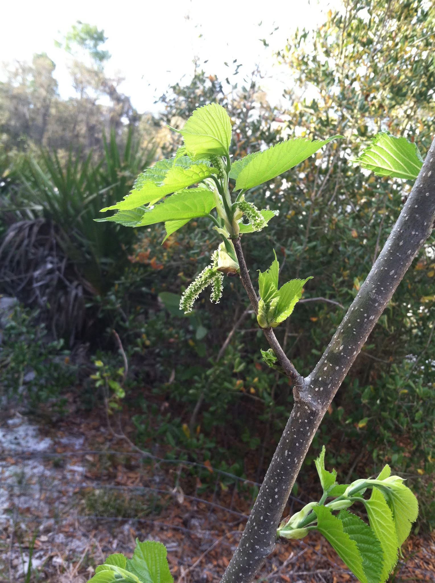 Himalayan FSP Mulberry Budwood