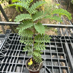 Sweet Tamarind Seedling