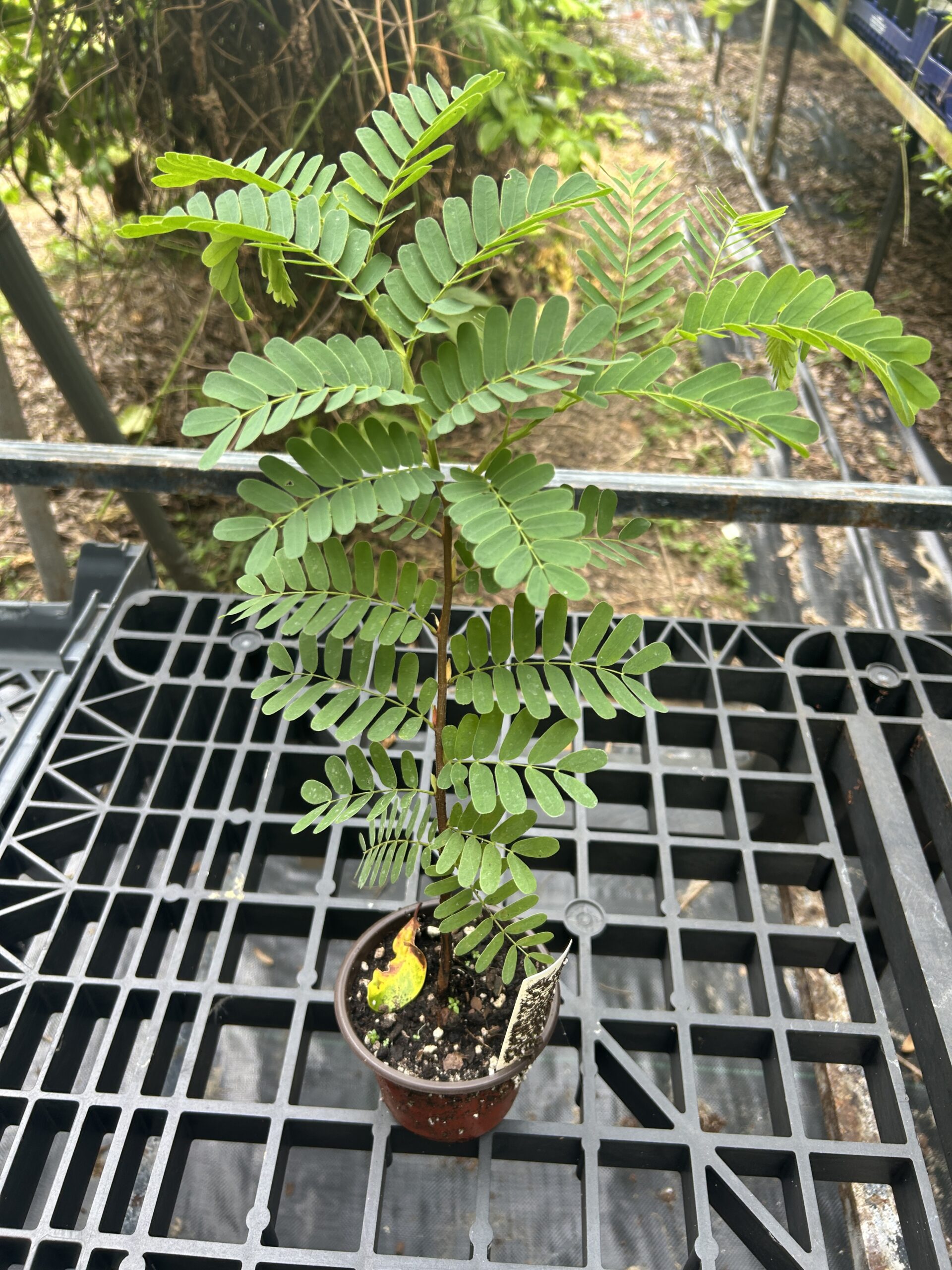 Sweet Tamarind Seedling