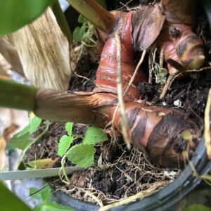 Red Galangal