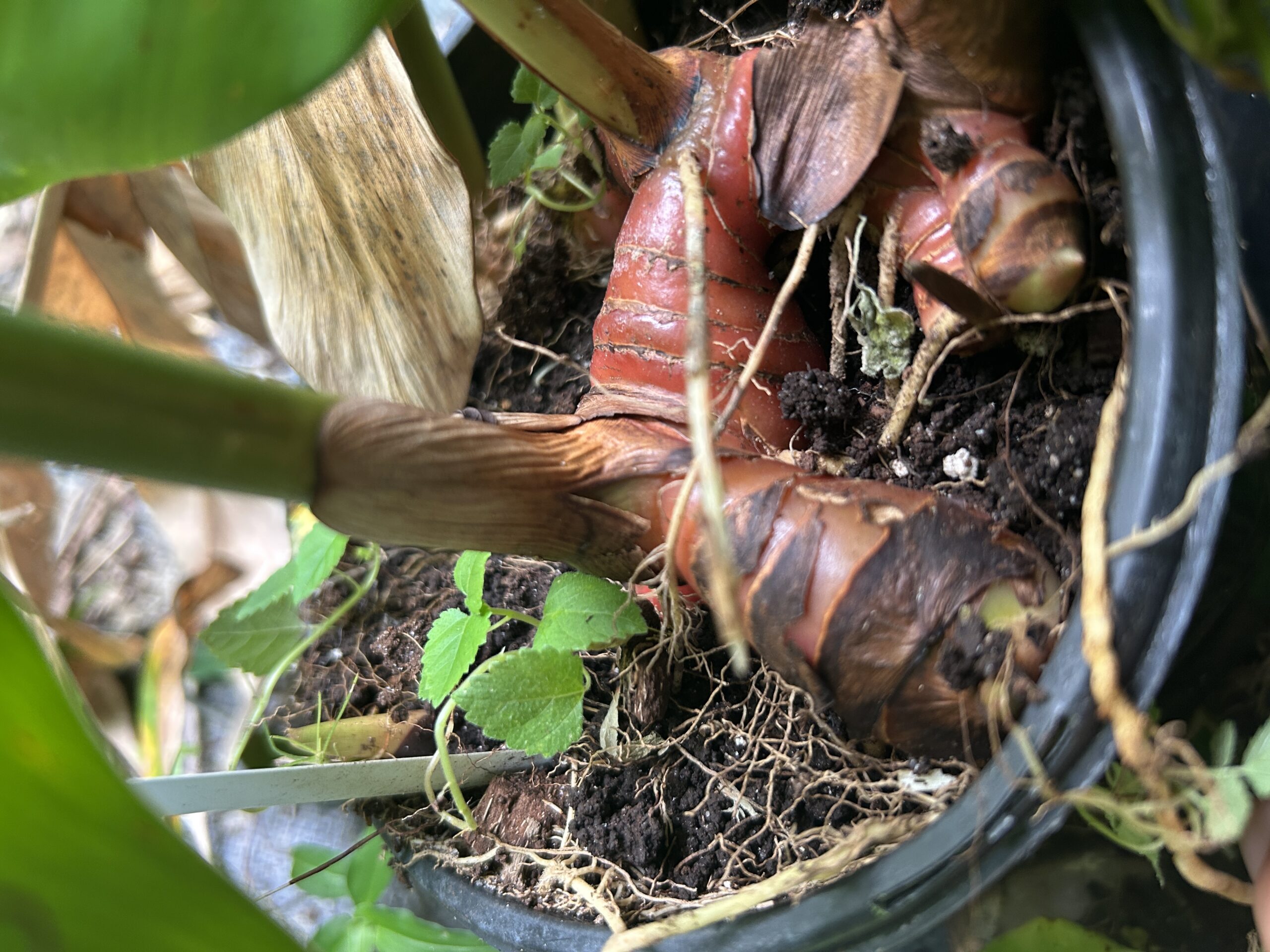 Red Galangal