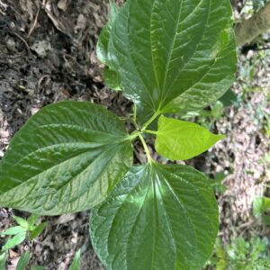 Lo Lot - Piper sarmentosum - Cuttings