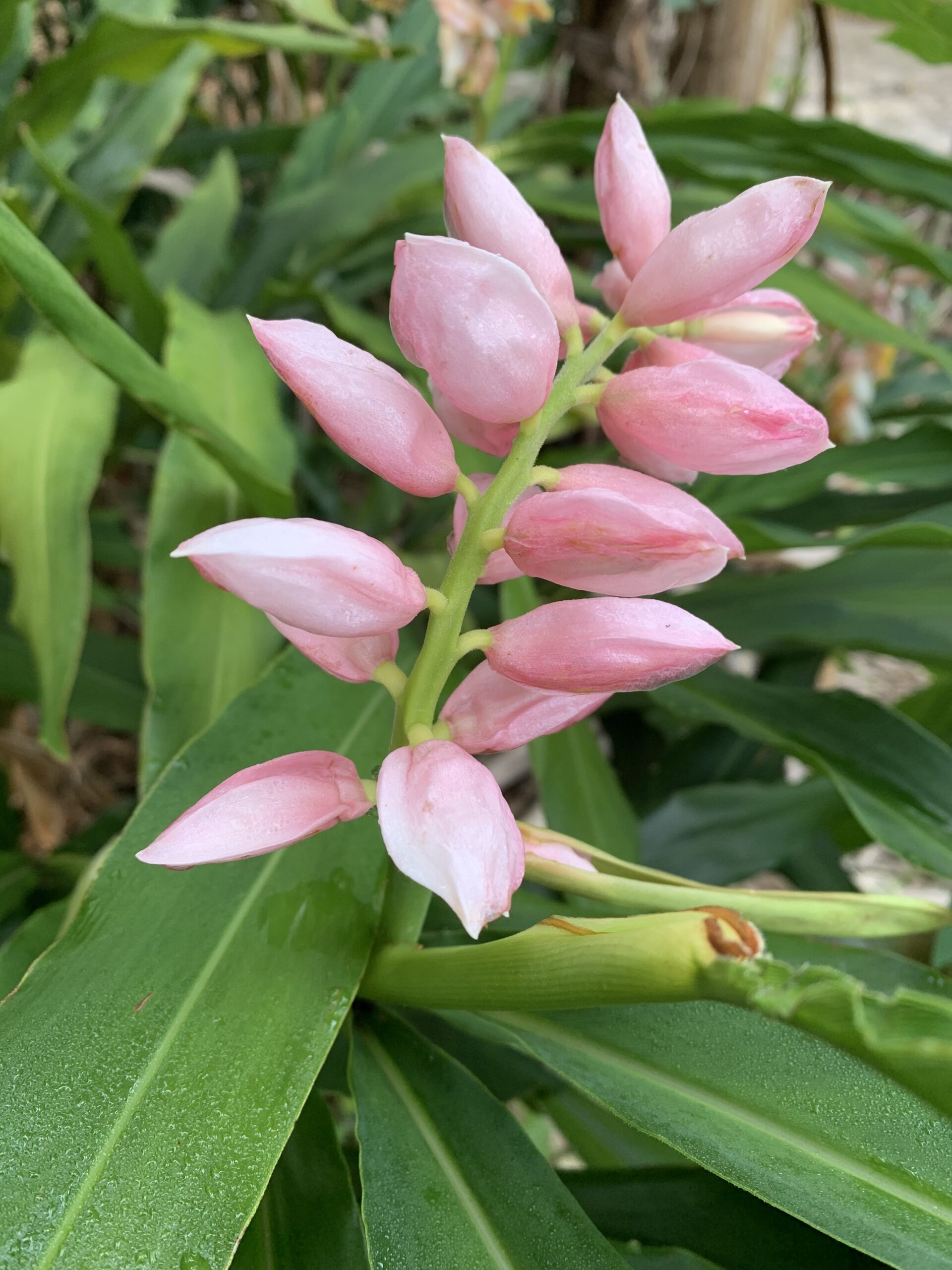 Alpinia hainanensis  - Visual Barrier Ginger/Upright Shell Ginger