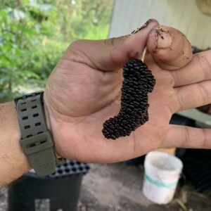 Aus Turk Mulberry - Cuttings/Budwood