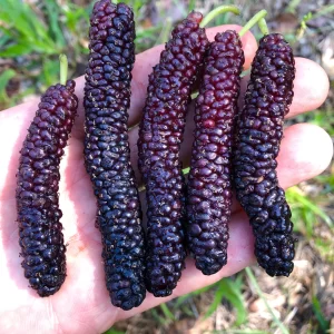 Himalayan FSP Mulberry Budwood Pre-Order