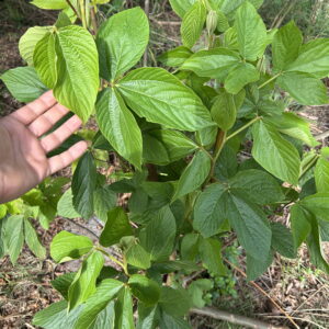 Flemingia macrophylla - Agroforestry Shrub for Biomass or Animal Forage - Seeds