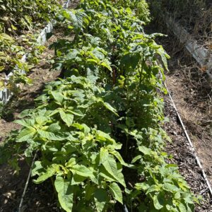 Florida Callaloo - Seed