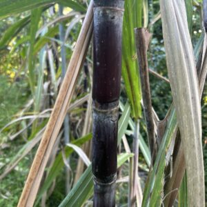 Asian Black Chewing Sugarcane - Cuttings