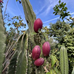Peruvian Apple Cactus (From Good Tasting Clone) - Seed