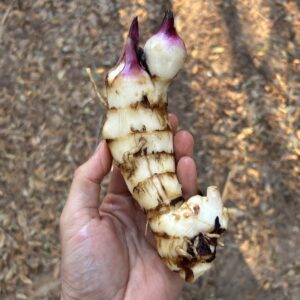Vietnamese Canna edulis - Tasty Starchy Root Crop - Divisions