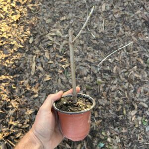 Tice/Crohn Mulberry - Nematode Resistant Rootstock - Small Live Plant