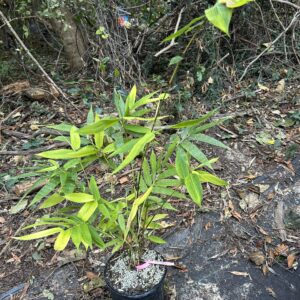 Hirose Clumping Bamboo - 1 Gal. Pot