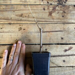 Tice/Crohn Mulberry - Nematode Resistant Rootstock - Rooted Plug