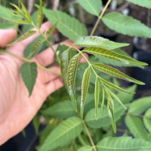 Toon Tree (Beef and Onion Tree) - Seed