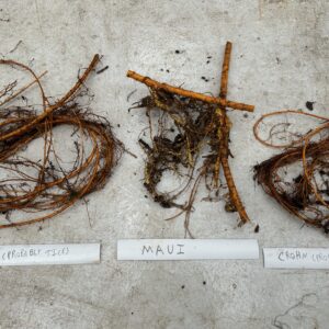 Tice Mulberry - Ideal Rootstock - Cuttings