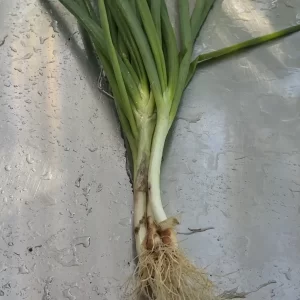 Koba Perennial Onion Seeds