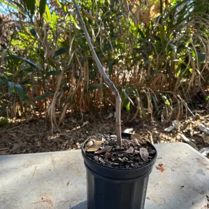 Tice/Crohn Mulberry - Nematode Resistant Rootstock - 1 Gallon