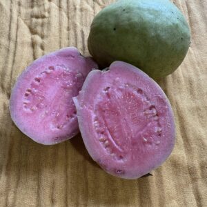 Bogor Guava (Fly Resistant Guava) - Seed