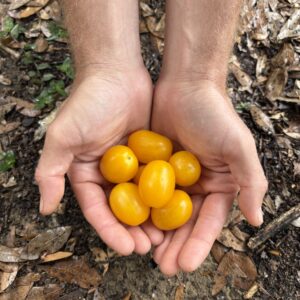 ESA (Early Ssubakus Aliana) Tomato - Seeds