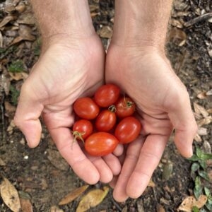 Matt's Hornet Tomato - Seeds