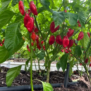 Trinidad Pimiento - Seeds