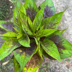 Lagos Spinach / Shoko - Seeds