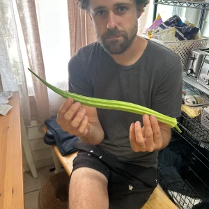 Borneo Okra - Seeds