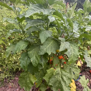 Turkish Orange African Eggplant - Seeds