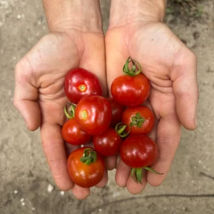Benguet’s Wild Cherry Tomato - Seeds