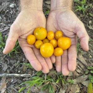 Bolivian Tomato - Seeds
